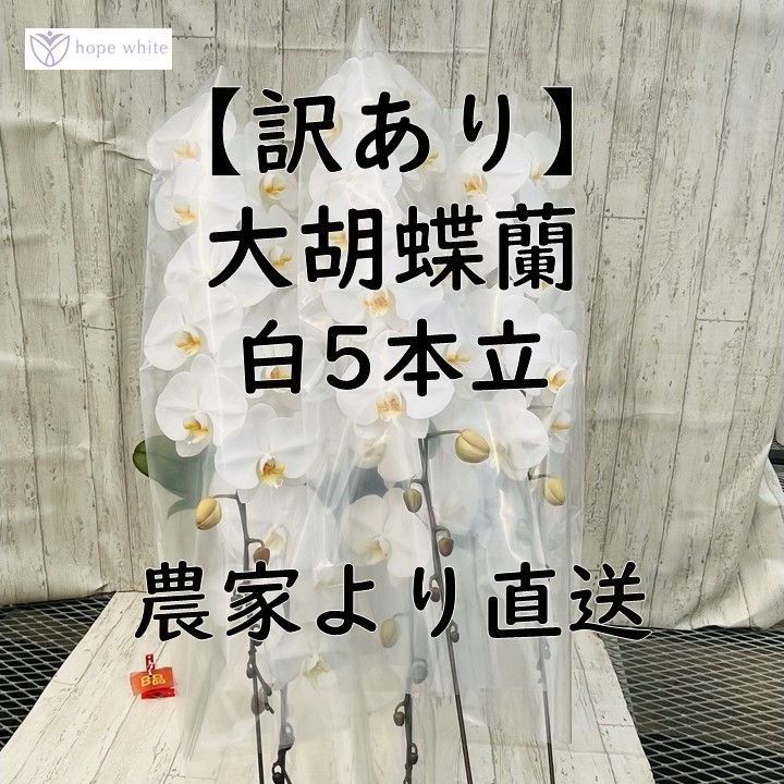 訳あり 大輪胡蝶蘭白５本立|花並びの不揃い