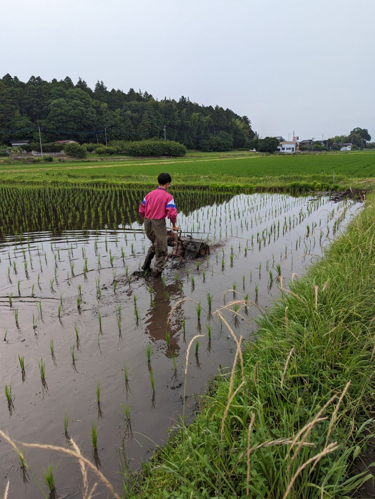 令和6年産　残留農薬なしの証書付《新米》農薬　化学肥料不使用　コシヒカリ　ヘアリーベッチれんげ米　玄米20キロ