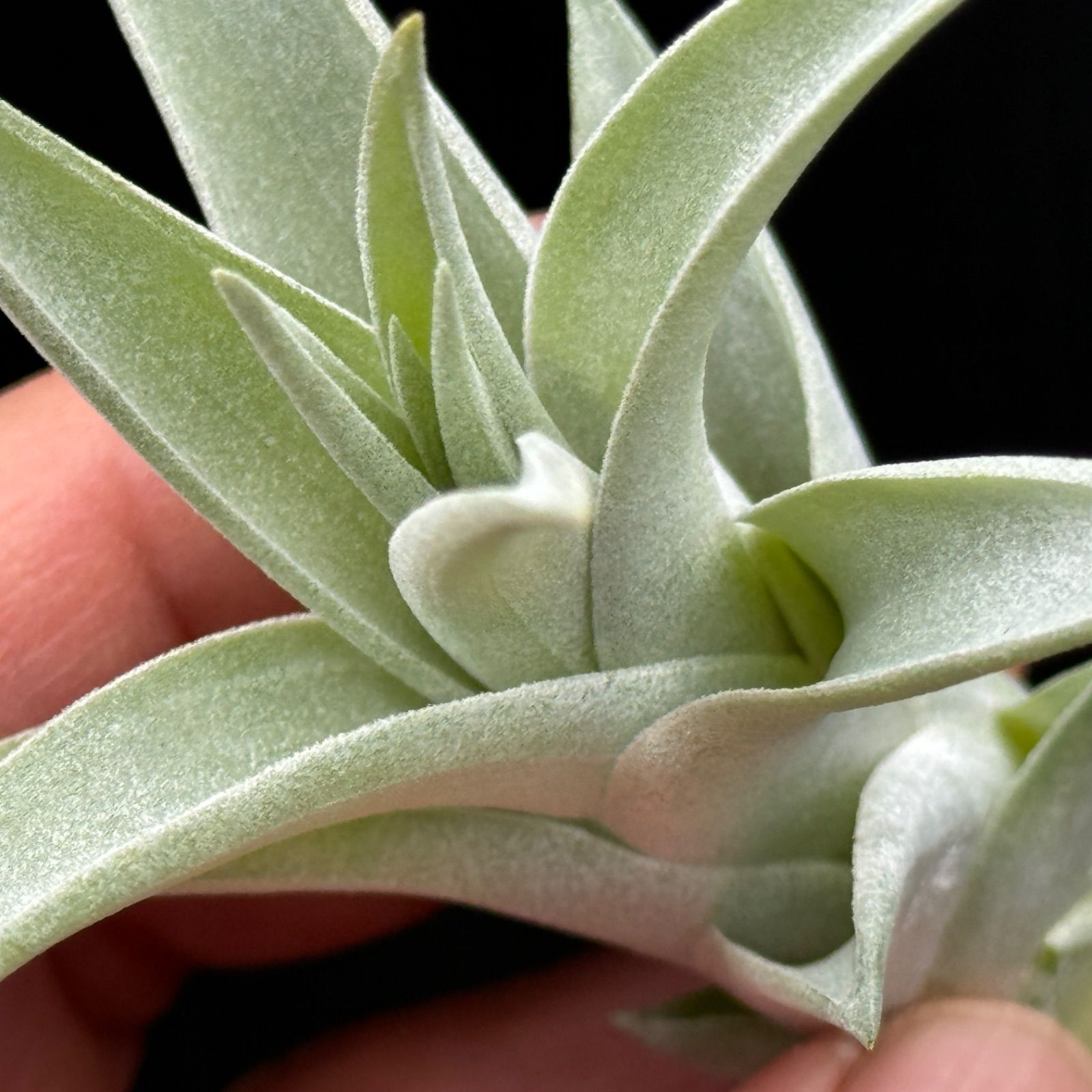 チランジア ハリシー × キセログラフィカ Tillandsia harrisii