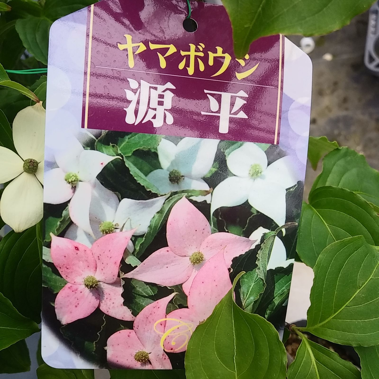 源平ヤマボウシ // 白からピンク（赤花） // 5号鉢苗木 // 落葉樹