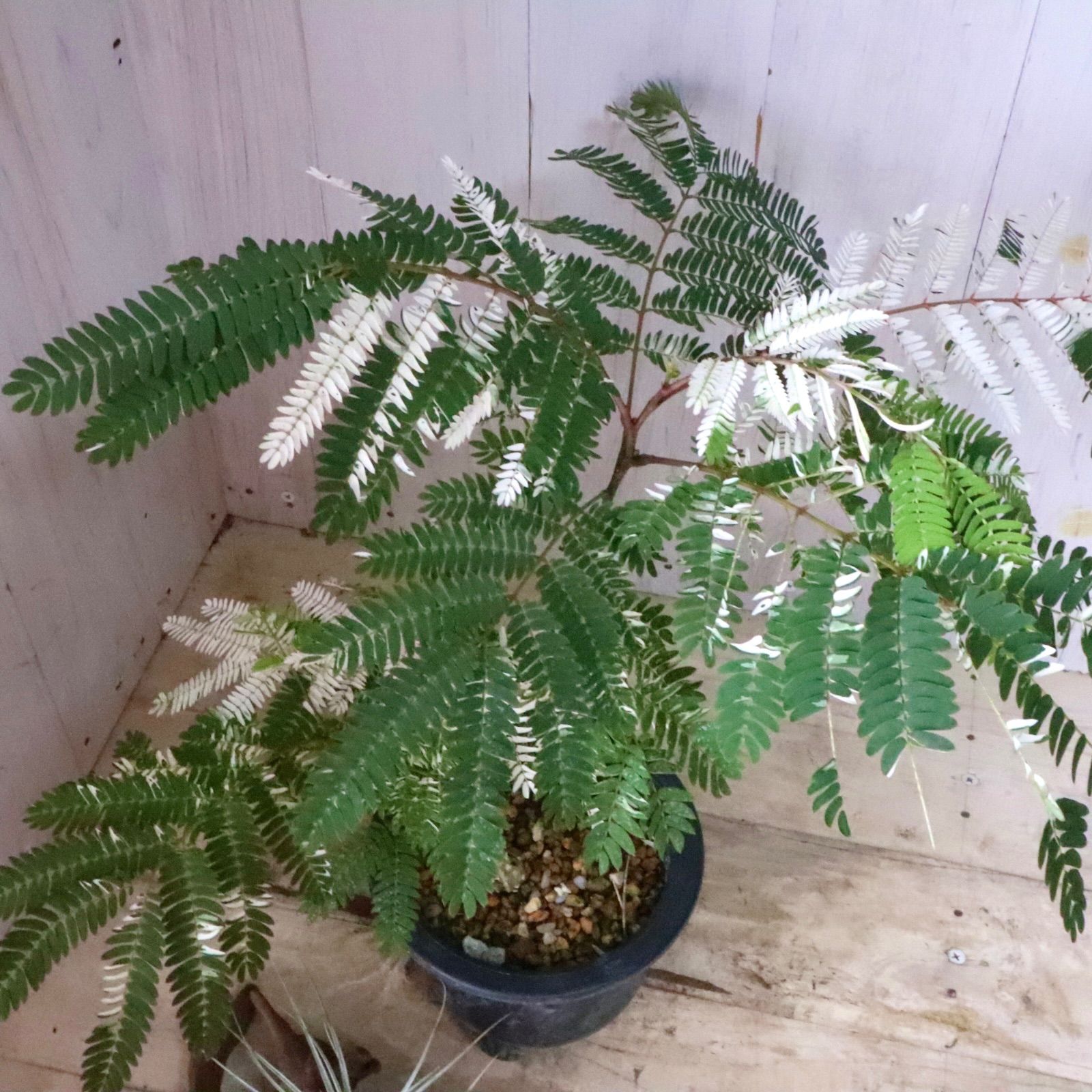 希少♡斑入り♡エバーフレッシュ♡ネムの木♡観葉植物♡インテリア