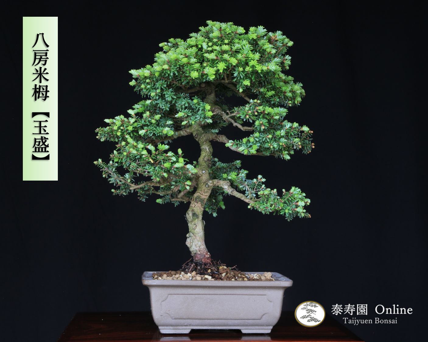 八房米栂 コメツガ 玉盛 ギョクセイ 挿し木 泰寿園 Online 現品 松 盆栽 松柏 室内 鑑賞 趣味 卓上盆栽 盆栽鉢 グリーン 和 ギフト プレゼント 贈答品 小品盆栽 誕生日 母の日 父の日 敬老の日 記念日 お祝い インテリア4