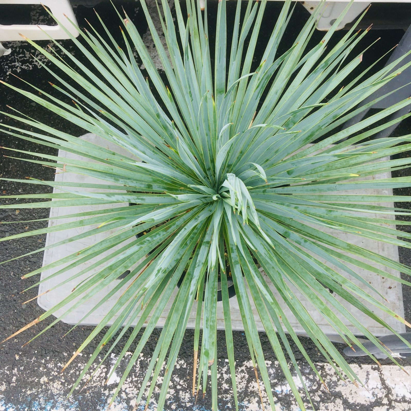 高騰品種・発根済み】ユッカ ロストラータ スーパーシルバー 特選 Yucca Rostrata 