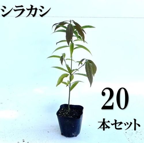 20本セット シラカシ樹高0.3m前後10.5cmポット