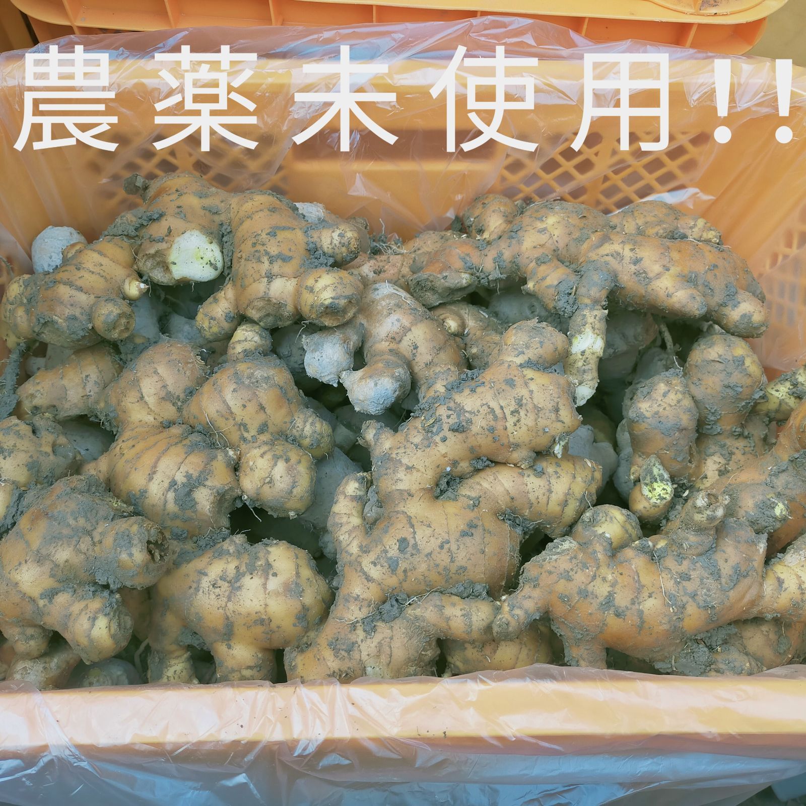 農薬未使用 親生姜10kg