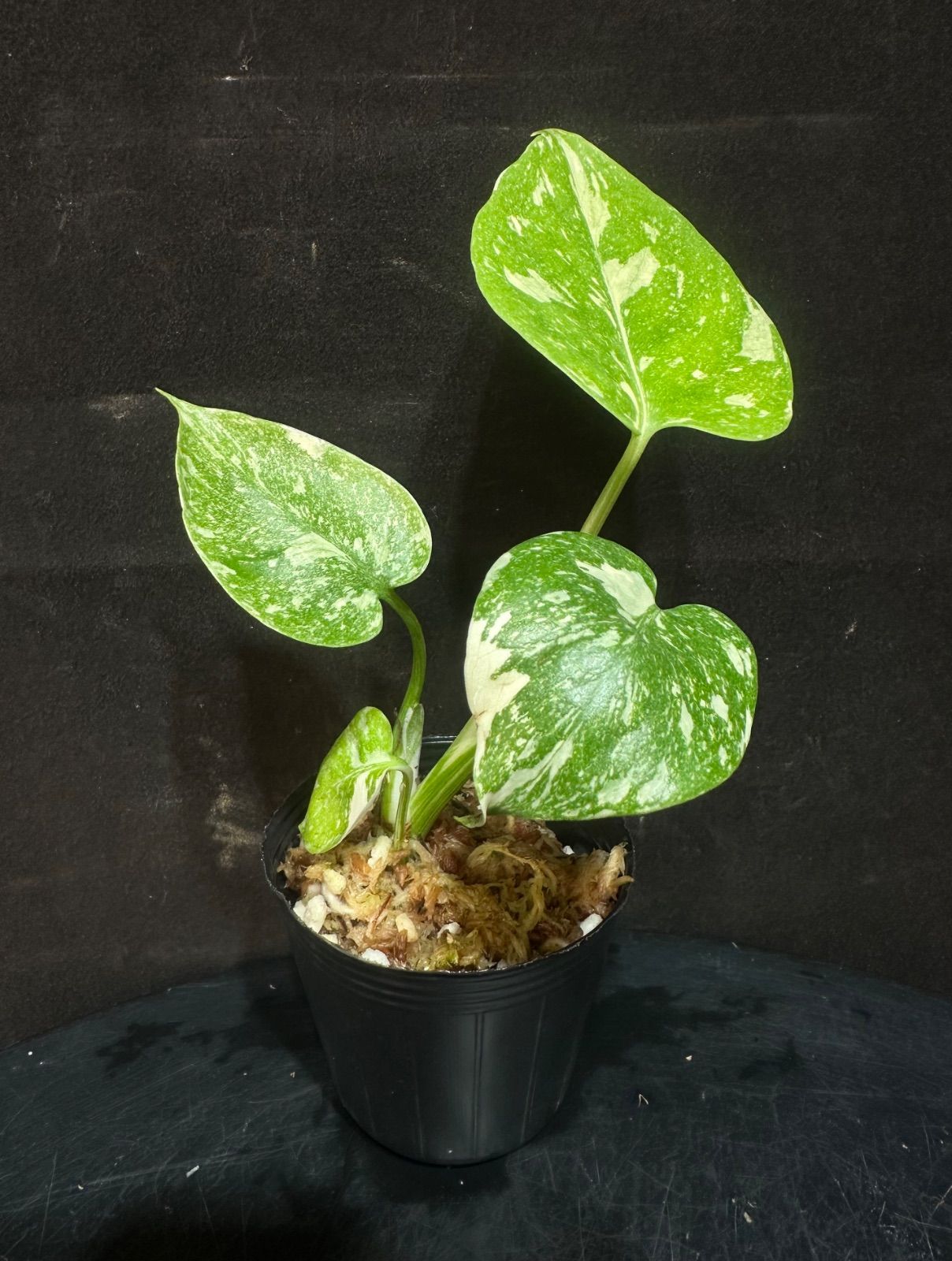 Monstera Deliciosa “Platinum”モンステラ プラチナ 【公式通販】