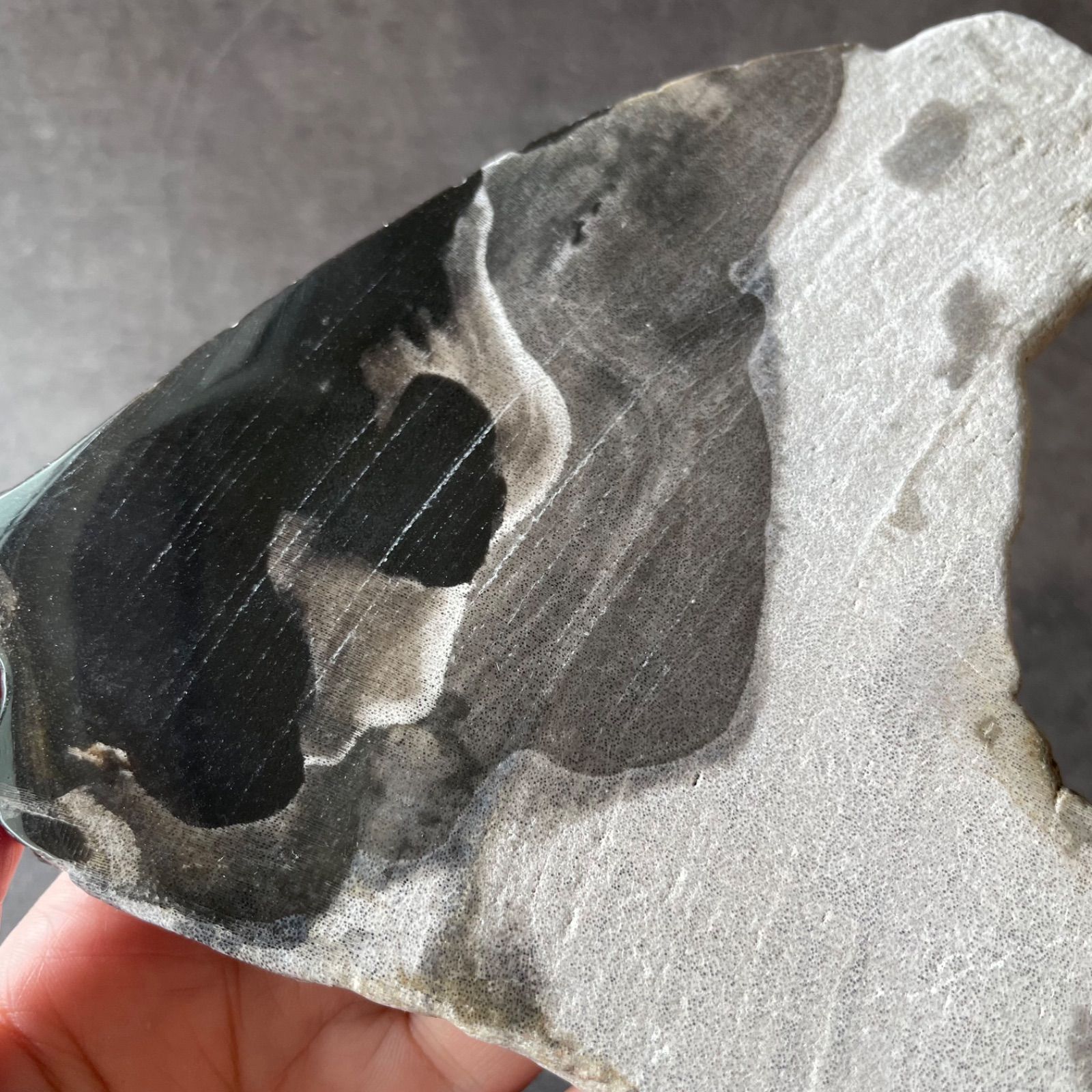 フォロー割あり】インドネシア産♦︎Petrified Wood ペトリファイド