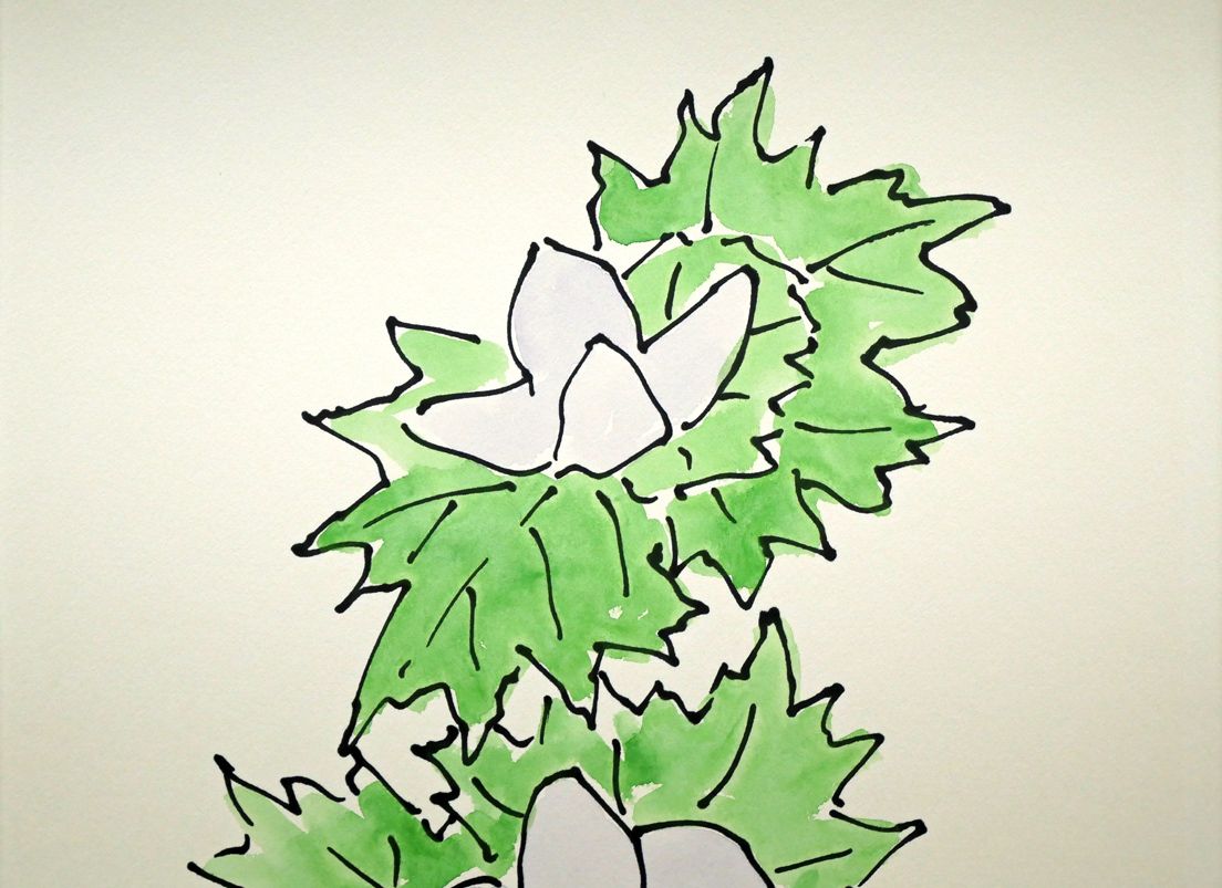 ☆坂本直行☆「カンアオイ」単色水彩画　小作品２０角額　未使用！ 坂本直行「せんの木」水彩画（20×16cm） 絵画買取・販売の小竹美術