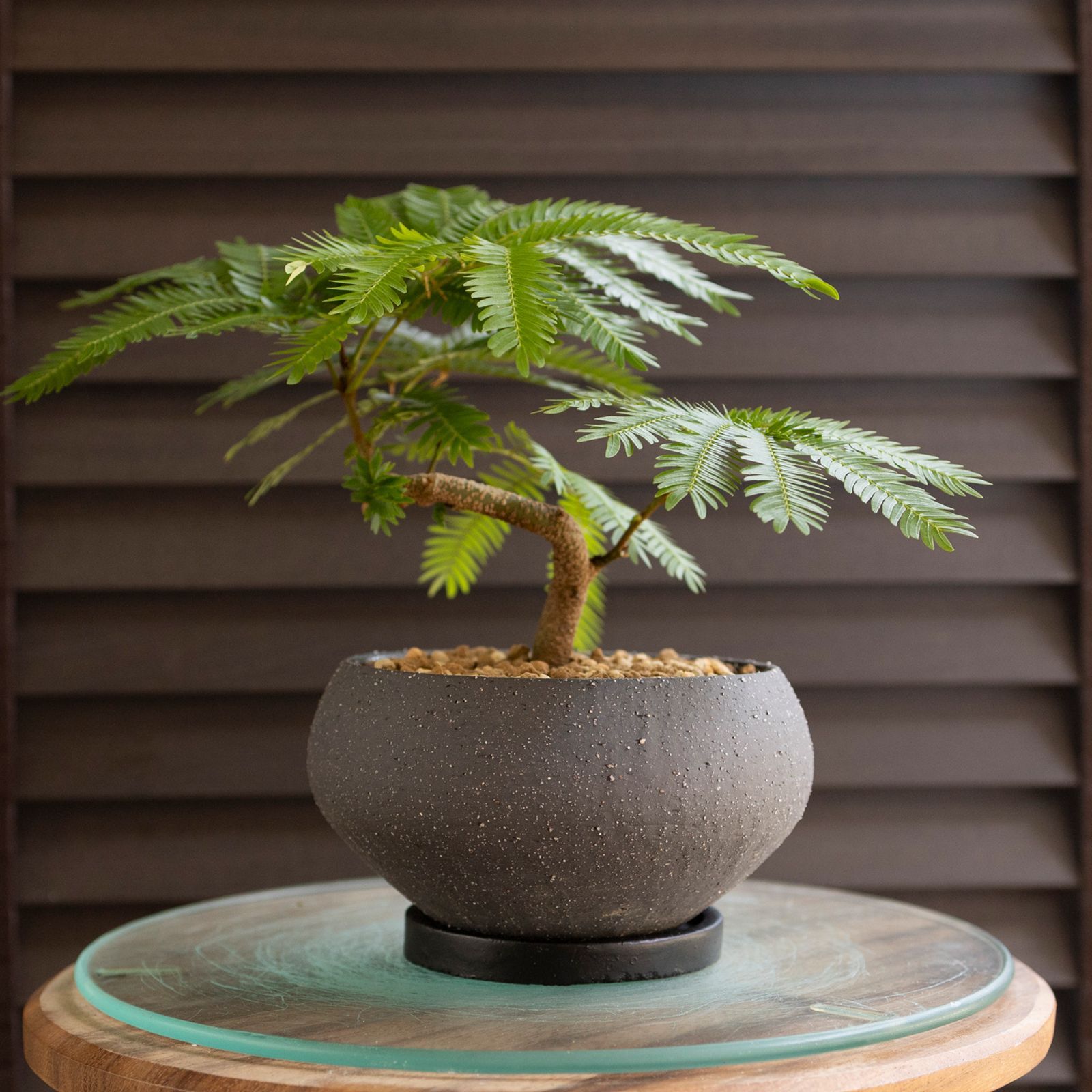 盆栽 エバーフレッシュ 曲げ仕立て 5号陶器鉢 Ever fresh BONSAI 観葉