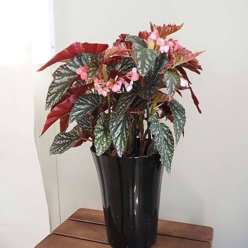 ＩＴＡＮＳＥ 木立ベゴニア 6号 1個売り 品種で選べる観葉植物 シュウカイドウ科ベコニア属 非耐寒性多年草●深い緑の葉にシルバーの斑点模様が特徴の品種です 葉裏は赤褐色で 葉表とのコントラストがとても美しいです 花はエキゾチックなピンク色で シャン