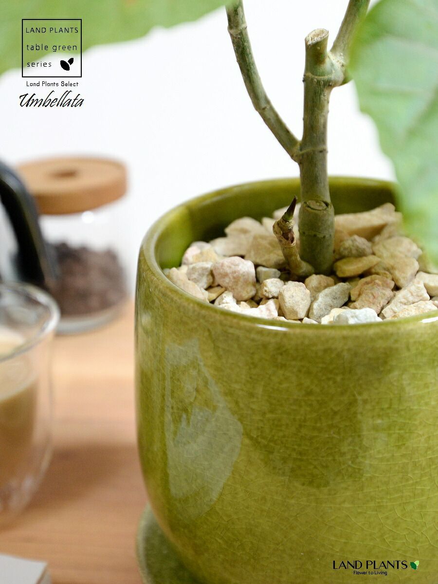 観葉植物 【特注鉢】 ウンベラータ（自然樹形） グリーン 落ち着きの