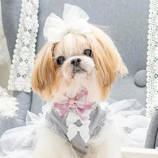 小型犬 首輪【ルルドール】ラージギンガムカラー SSサイズ 犬の
