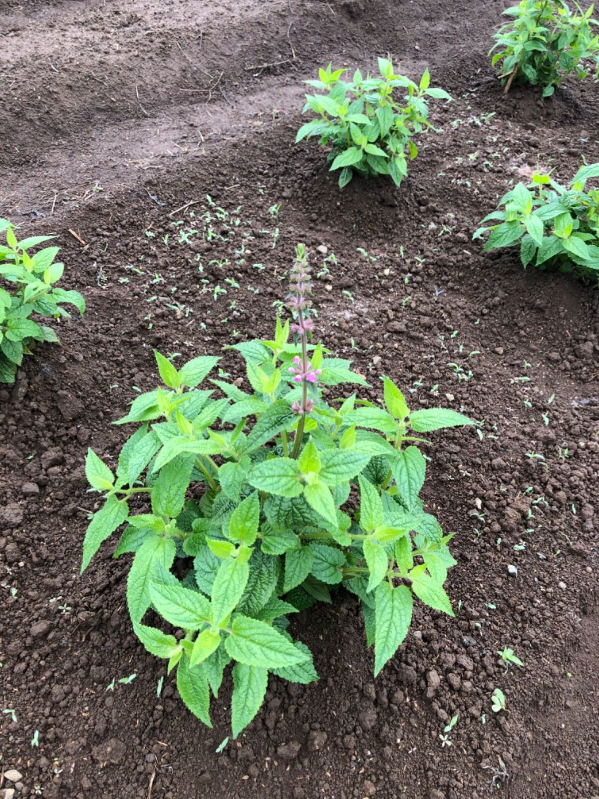 珍しい生のちょろぎ300g 採れたてをお届けします。種芋にもなります