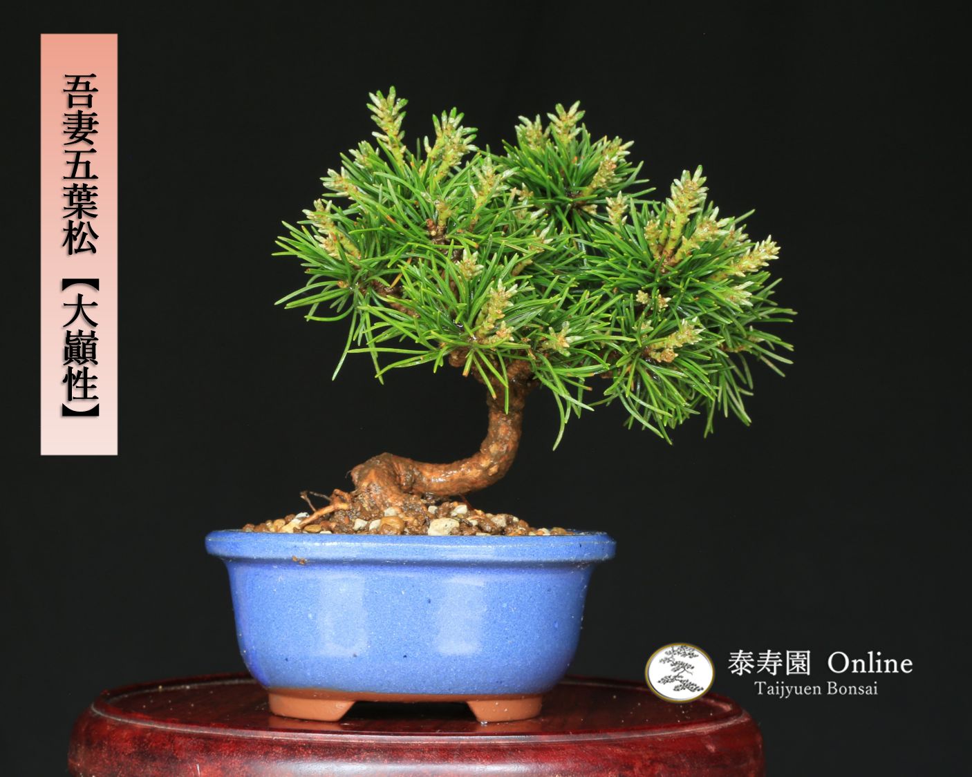 五葉松 [模様木] 小品盆栽 【公式通販】