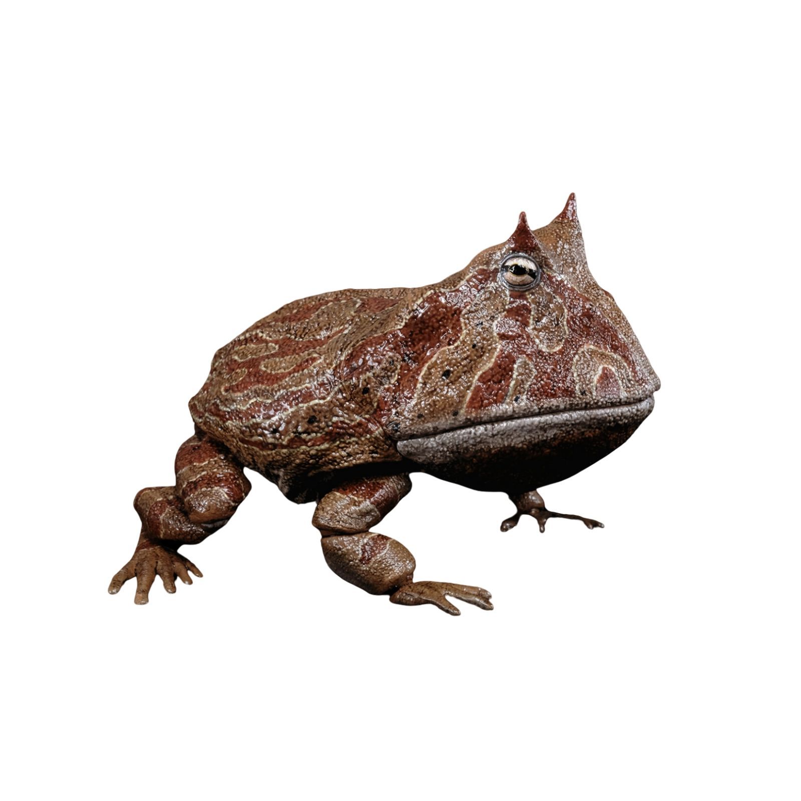 ベールゼブフォ