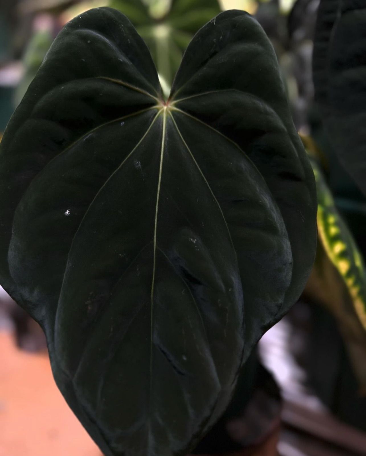 Anthuroom】Anthurium antolakii (Scott Cohen) unnumbered self