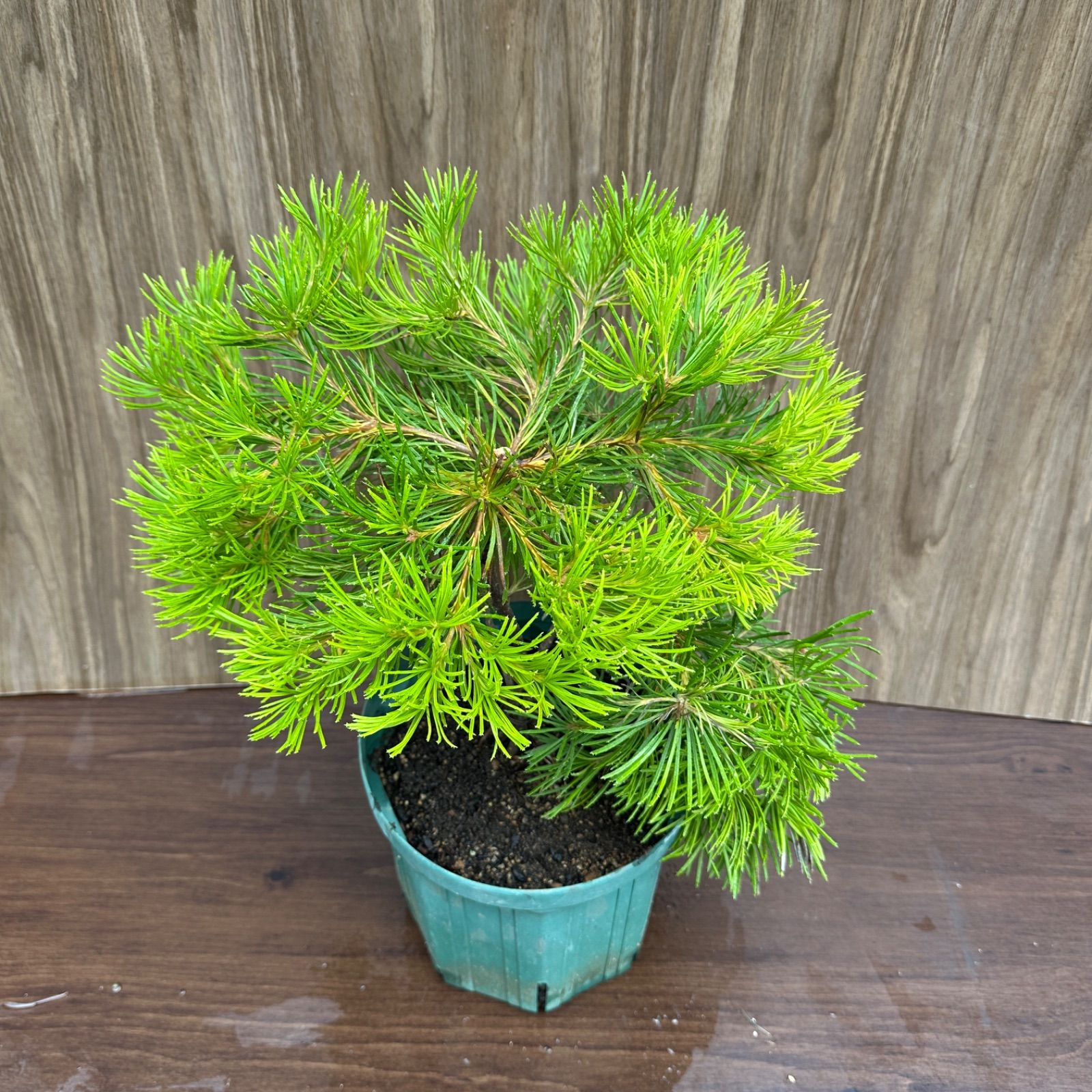 現品 ④ バンクシア バースデーキャンドル 8号 オージープランツ