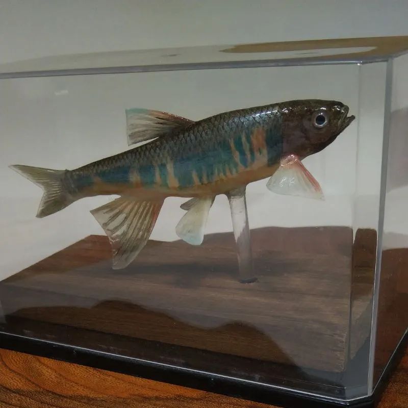 オイカワ雄の剥製 - メルカリ