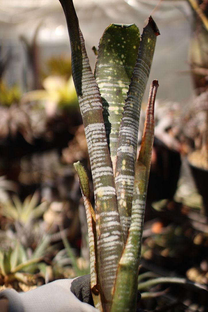 Billbergia 'YouTube' Billbergia YouTube - Bird Rock Tropicals