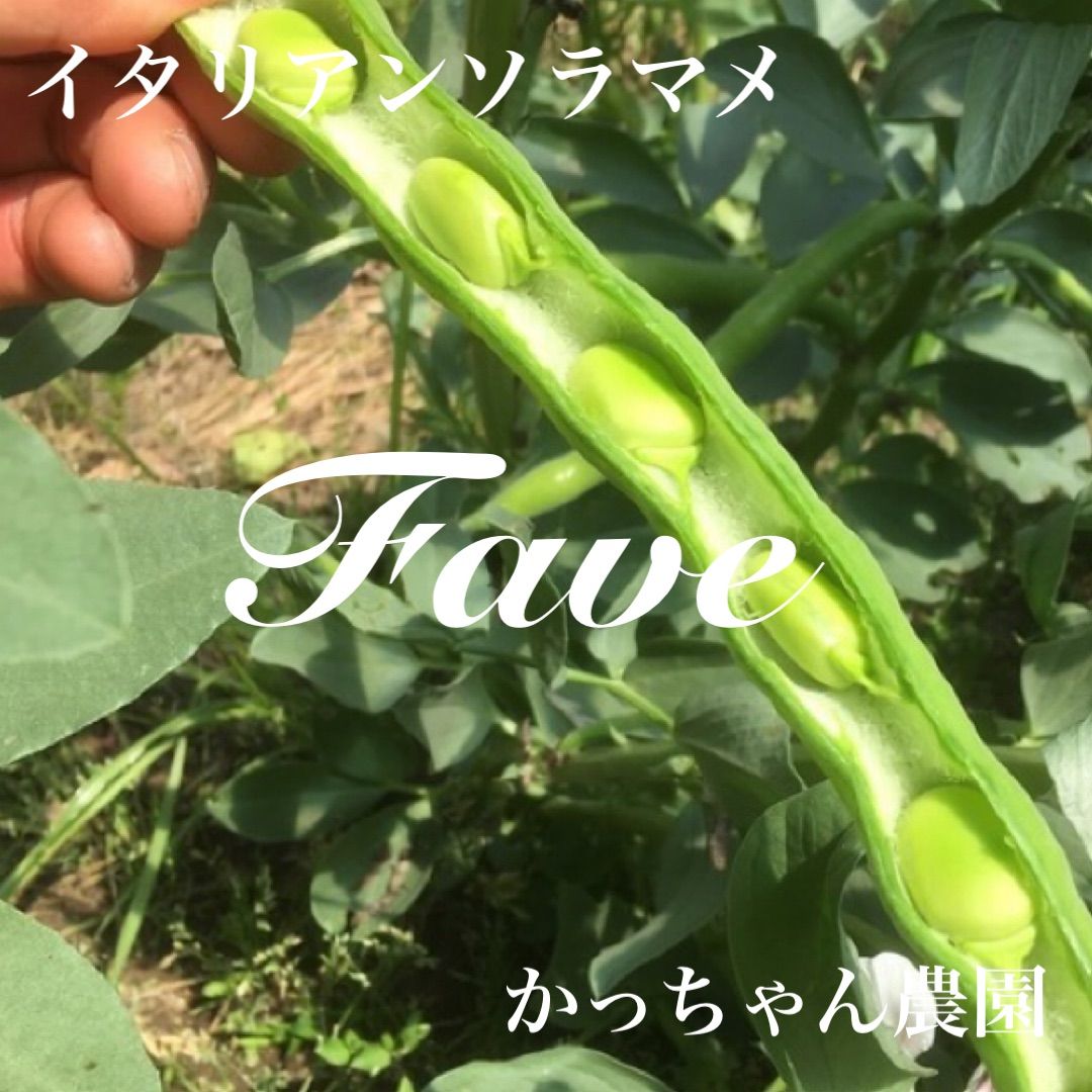 イタリアンファーべ 4キロ