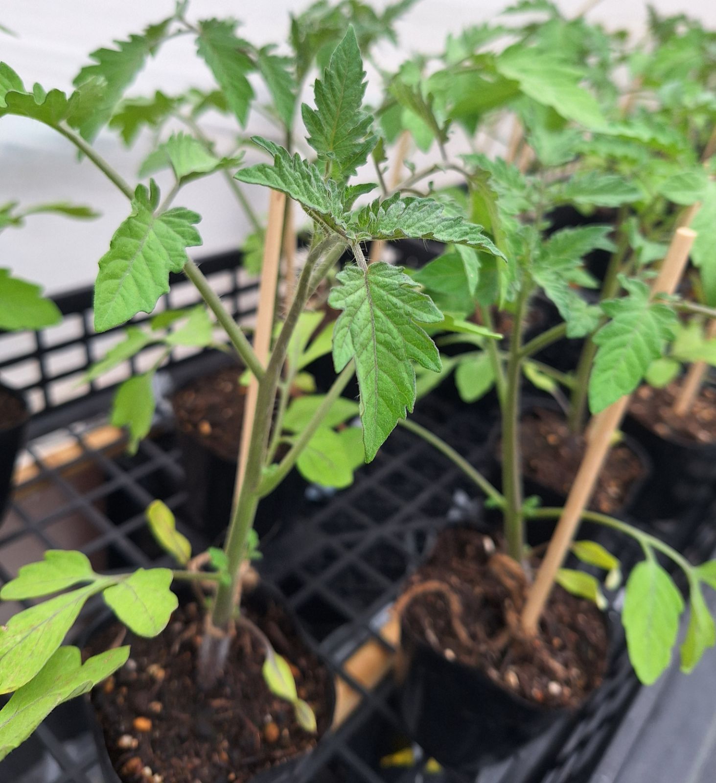 いわみさま Farm Ootomo ミニトマト苗 ピッコラカナリア