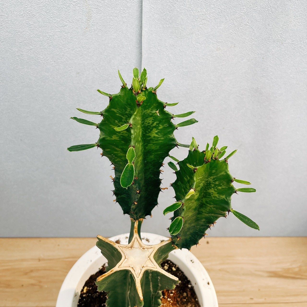現品］【希少】☆一点限り☆ ユーフォルビア 五彩閣 ブランチ 観葉植物