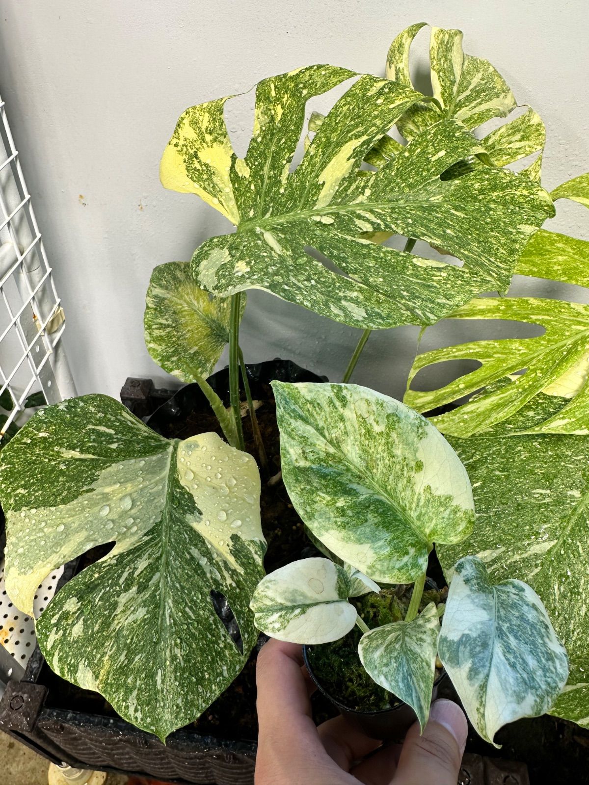 Monstera Deliciosa 'LEGACY' モンステラ デリシオーサ レガシー