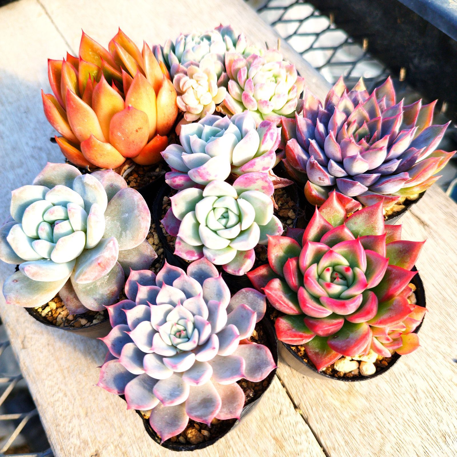 ♥️03 札落ち エケベリアsp／多肉植物 307 [I'm worried it will wither] My succulent was damaged