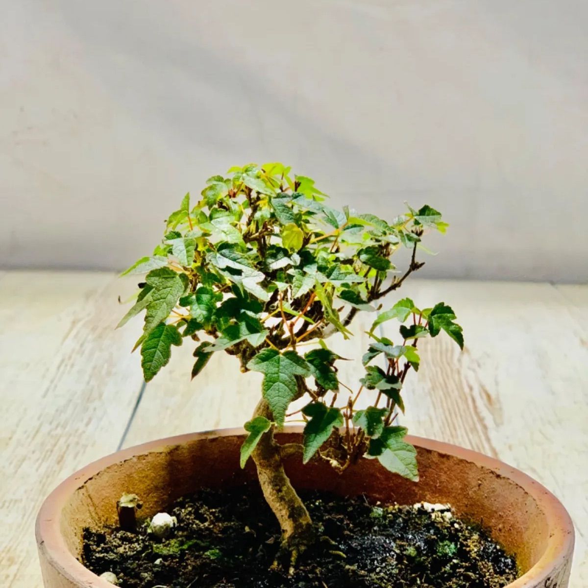 カエデ 小品盆栽 ミニ盆栽 かえで - メルカリ
