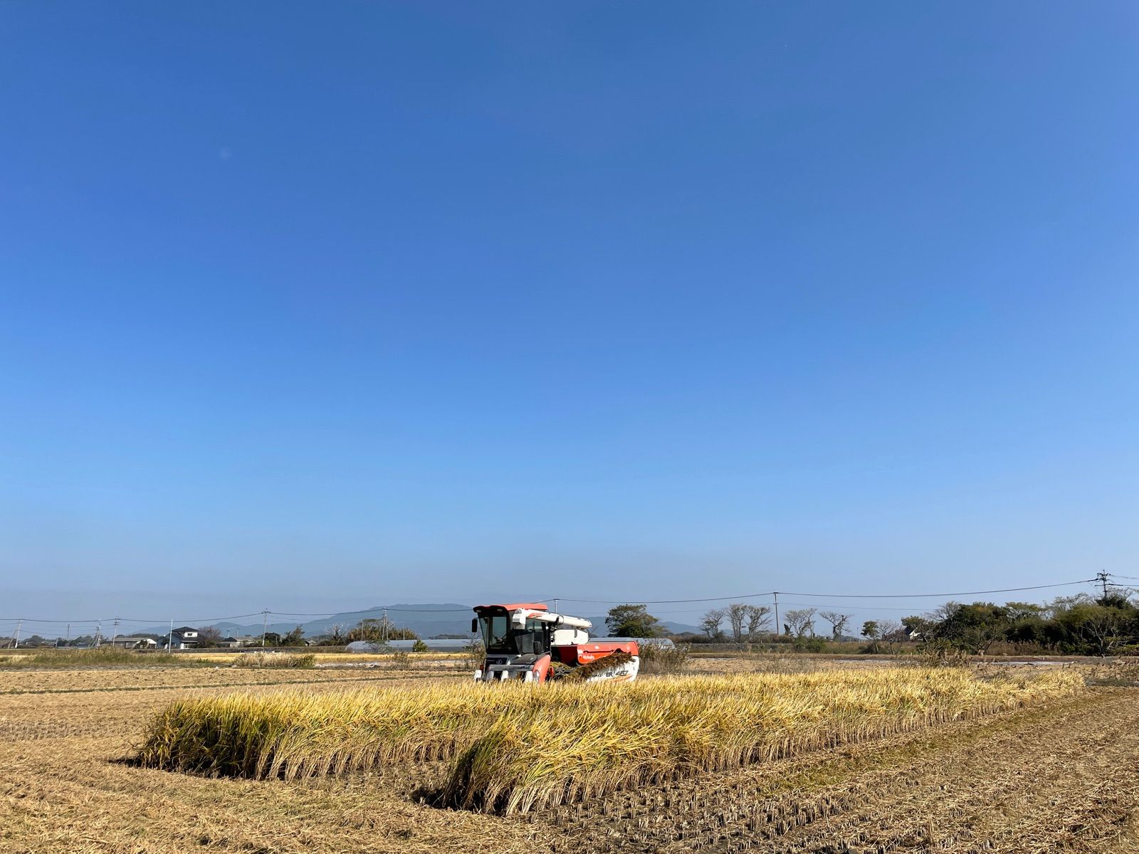 くまさんの輝き　5kg  令和6年熊本県産