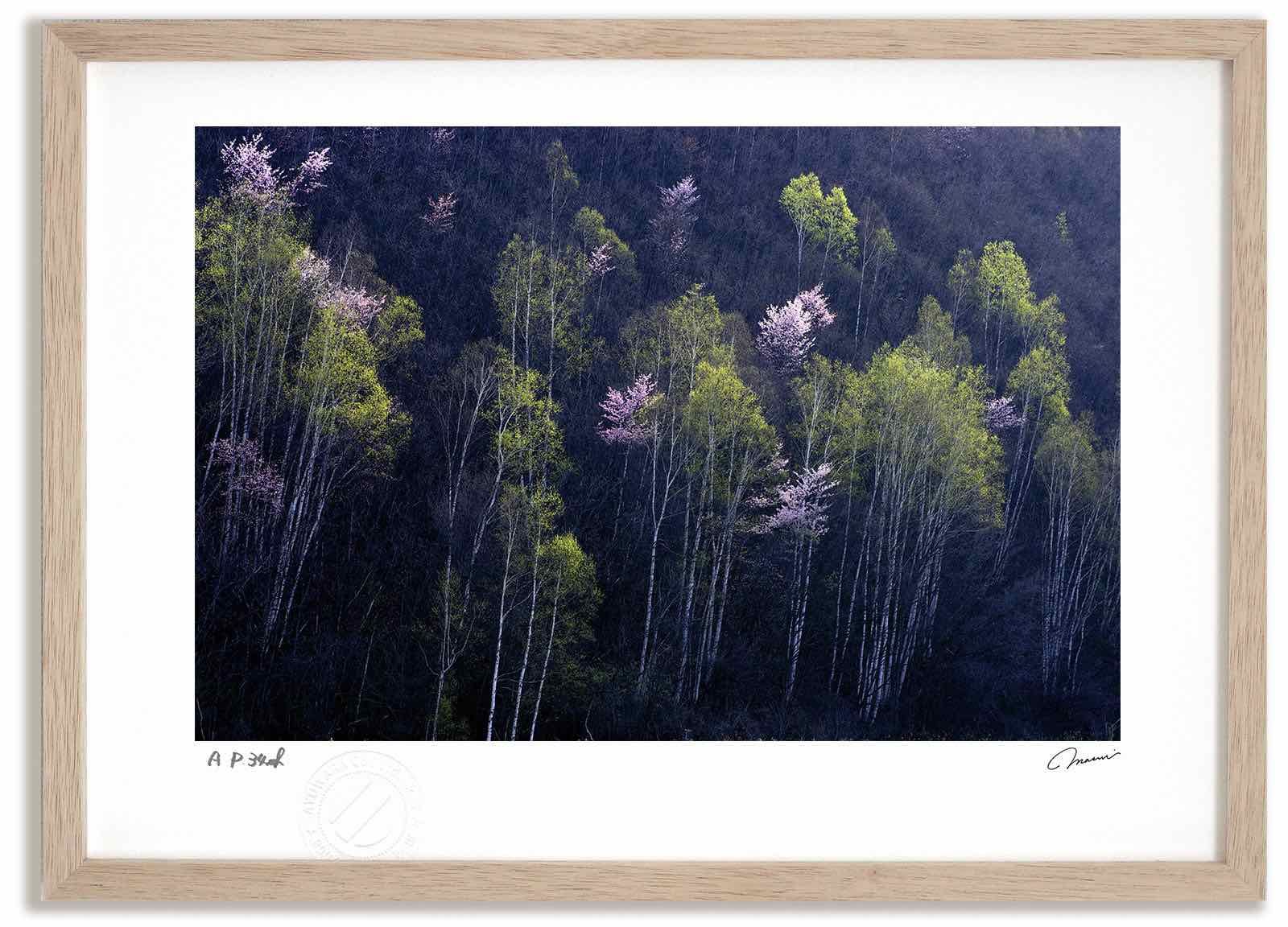 アートフォト 絵画 白樺の新緑と桜1 高橋真澄/インテリア 額入り 額装込 風景画 油絵 ポスター アート アートパネル リビング 玄関 プレゼント モダン アートフレーム 飾る Mサイズ おしゃれ 