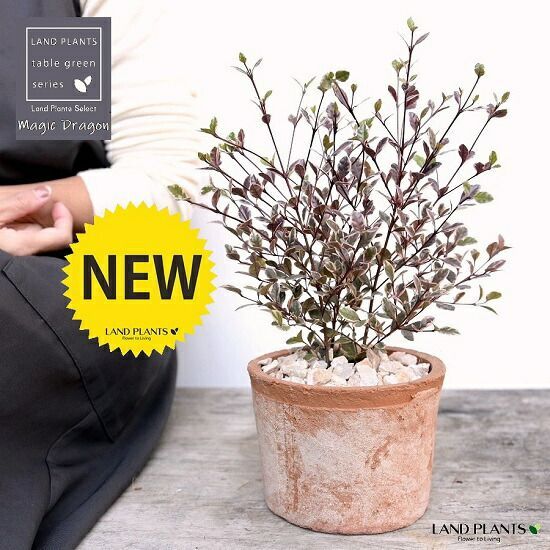 セマンティックエラー Blu-ray LIMITED EDITION ポスター付