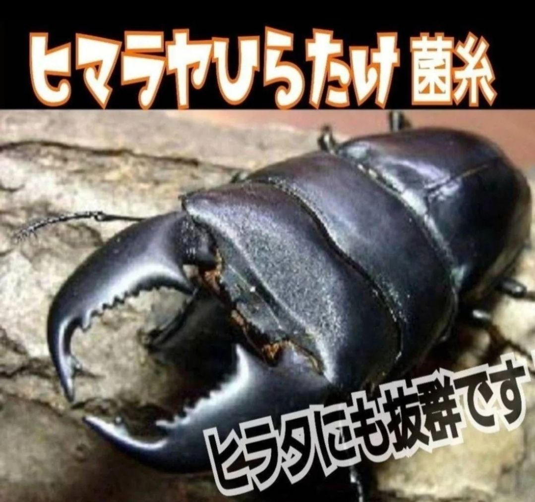 ヒラタ