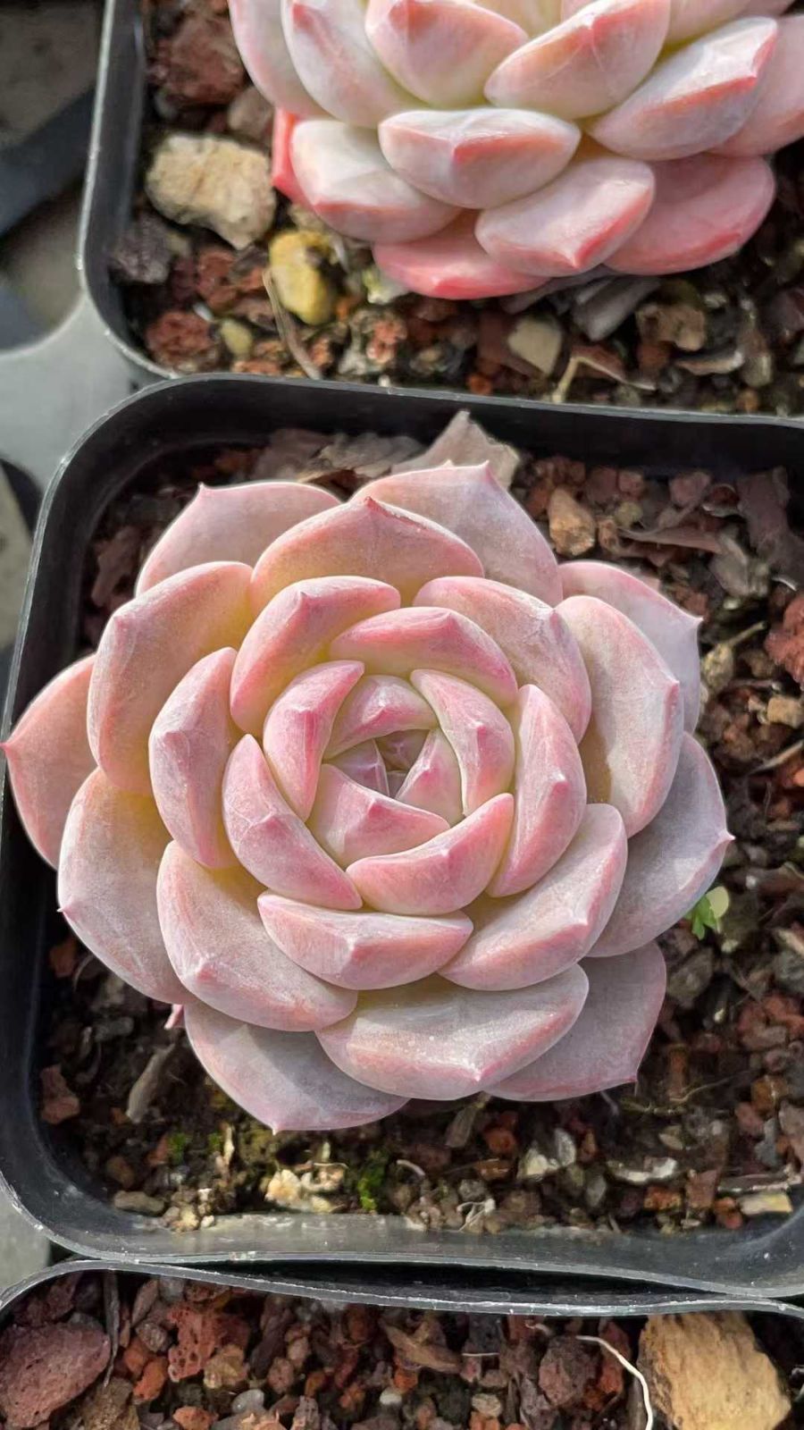 50株の抜き苗セット】チェリー・レッド 多肉植物 佐川急便発送