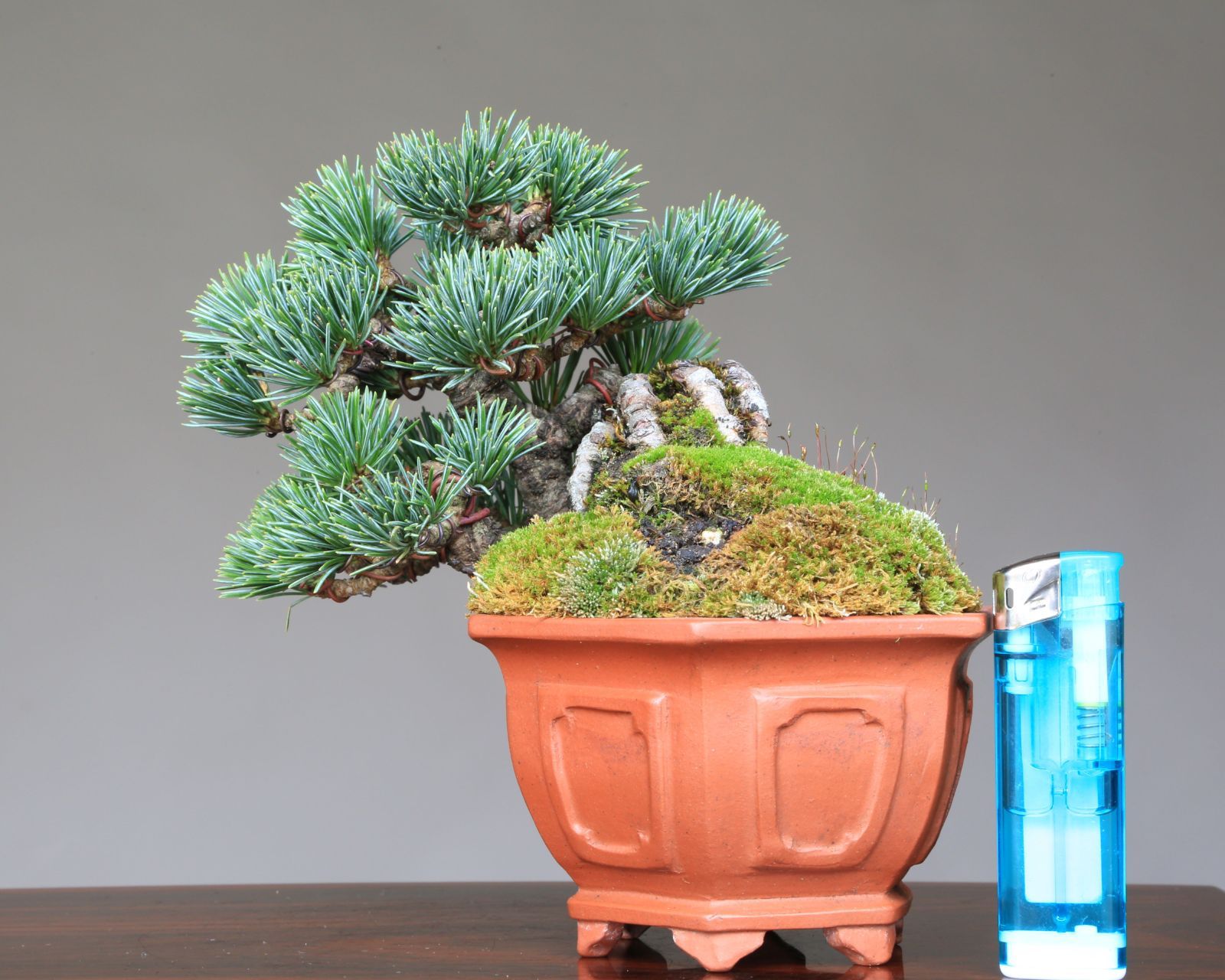 八房 五葉松 鉢植えサイズ ◆ 引き取り限定価格❗️ 八房 五葉松 鉢植えサイズ ◇ 引き取り限定価格❗️