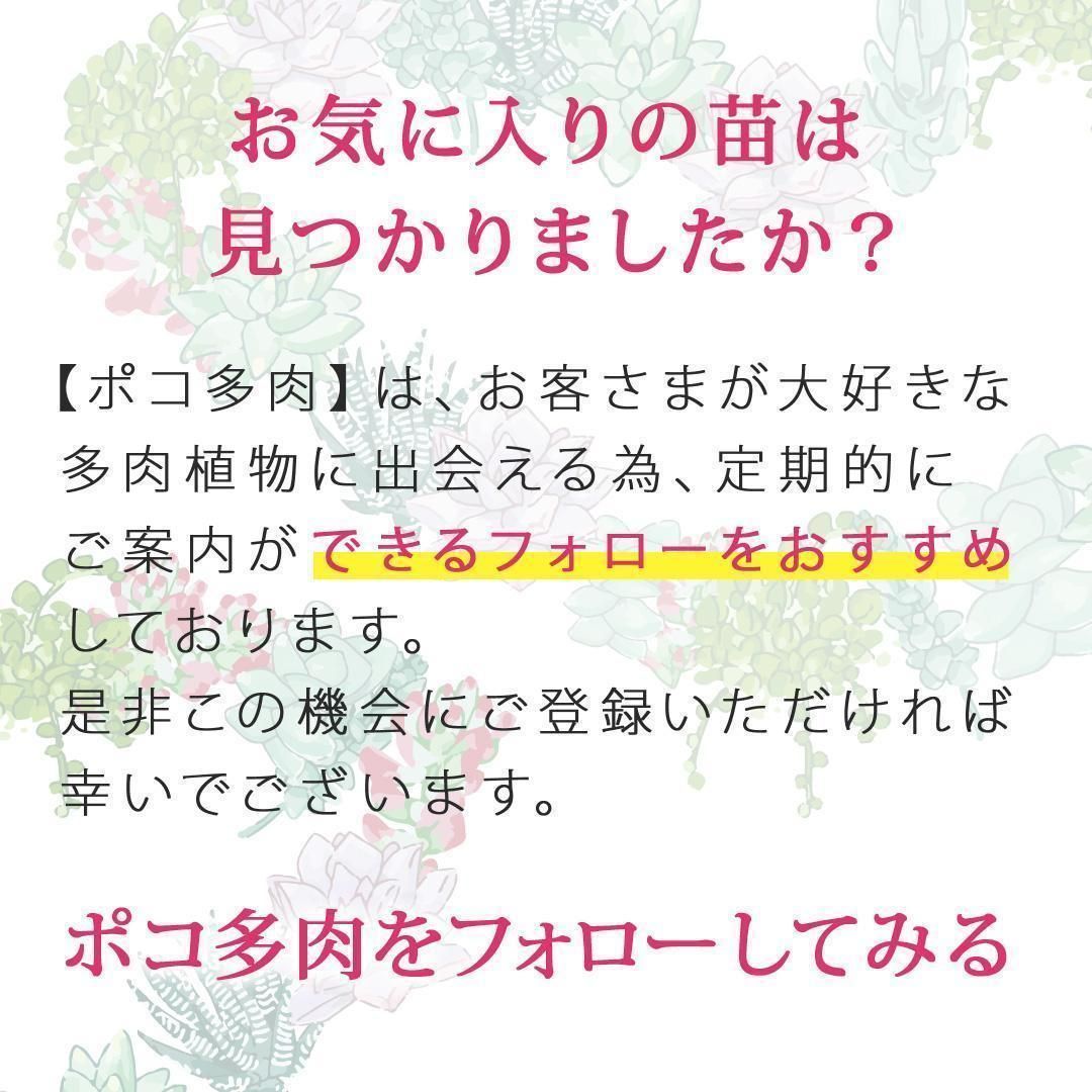 あんず＊さま専用 ポコ多肉植物おまとめ韓国苗販売会 （エケべ
