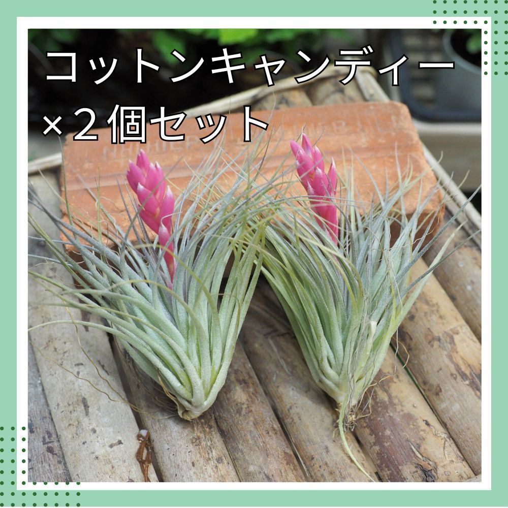 即購入禁止‼️チランジア   コットンキャンディー　花芽終わり チランジア界屈指の美花種！コットンキャンディの育て方&増やし