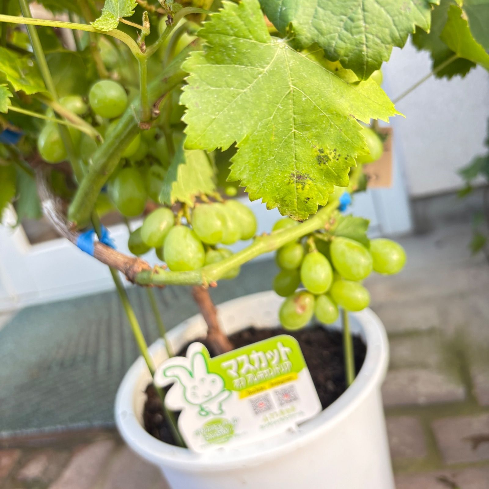 k*k様 Oshkosh 50s ワークジャケット タロンジップ