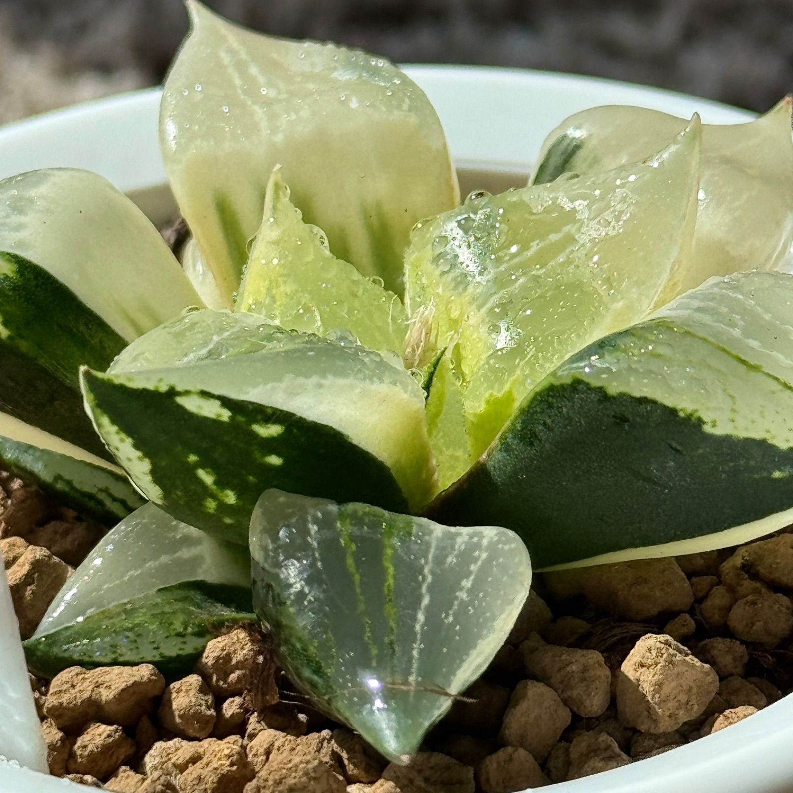 多肉植物 観葉植物 ハオルチア ハオルシア 裏般若錦 糊斑 - メルカリ