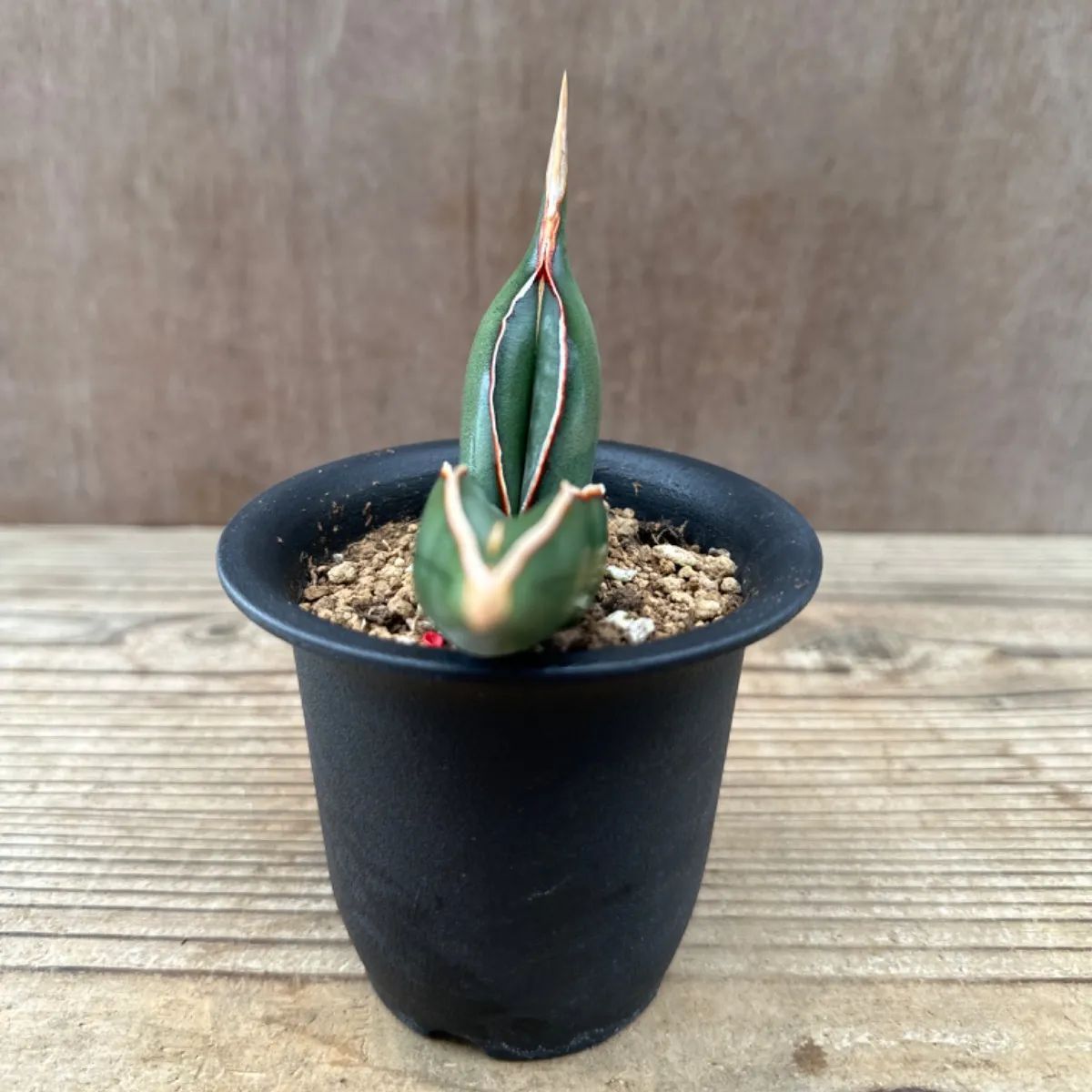 サンセべリア エーレンベルギー バナナ ① サンスベリア エレンベルギー Sansevieria ehrenbergii banana 現品 観葉植物  観葉 植物 珍奇植物 珍奇 レア 希少 空気清浄 マイナスイオン インテリア プレゼント - メルカリ