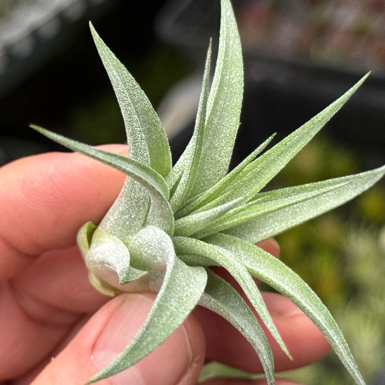 チランジア イオナンタ マキシマ アルビノ Tillandsia ionantha var
