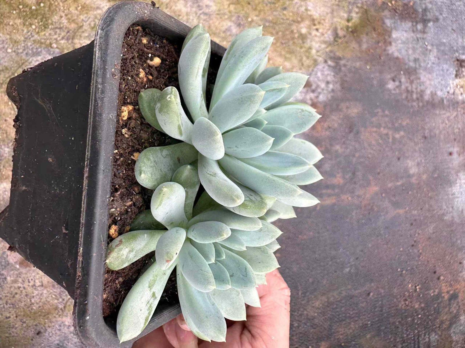 ジェフリーニ 抜き苗