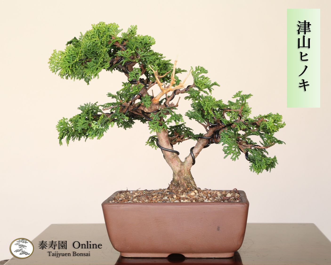 オリーブの木　ピクアル　植物　古木　盆栽　インテリア オリーブの木 ピクアル 植物 盆栽 インテリア オリーブの木 ピクアル