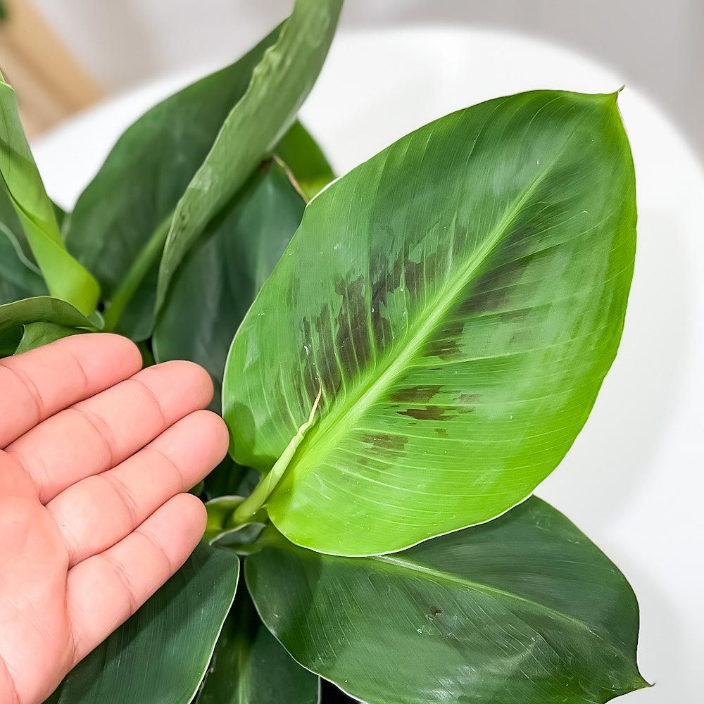 モンキーバナナ 鉢植え 手早い 6鉢 約7〜9cm果実