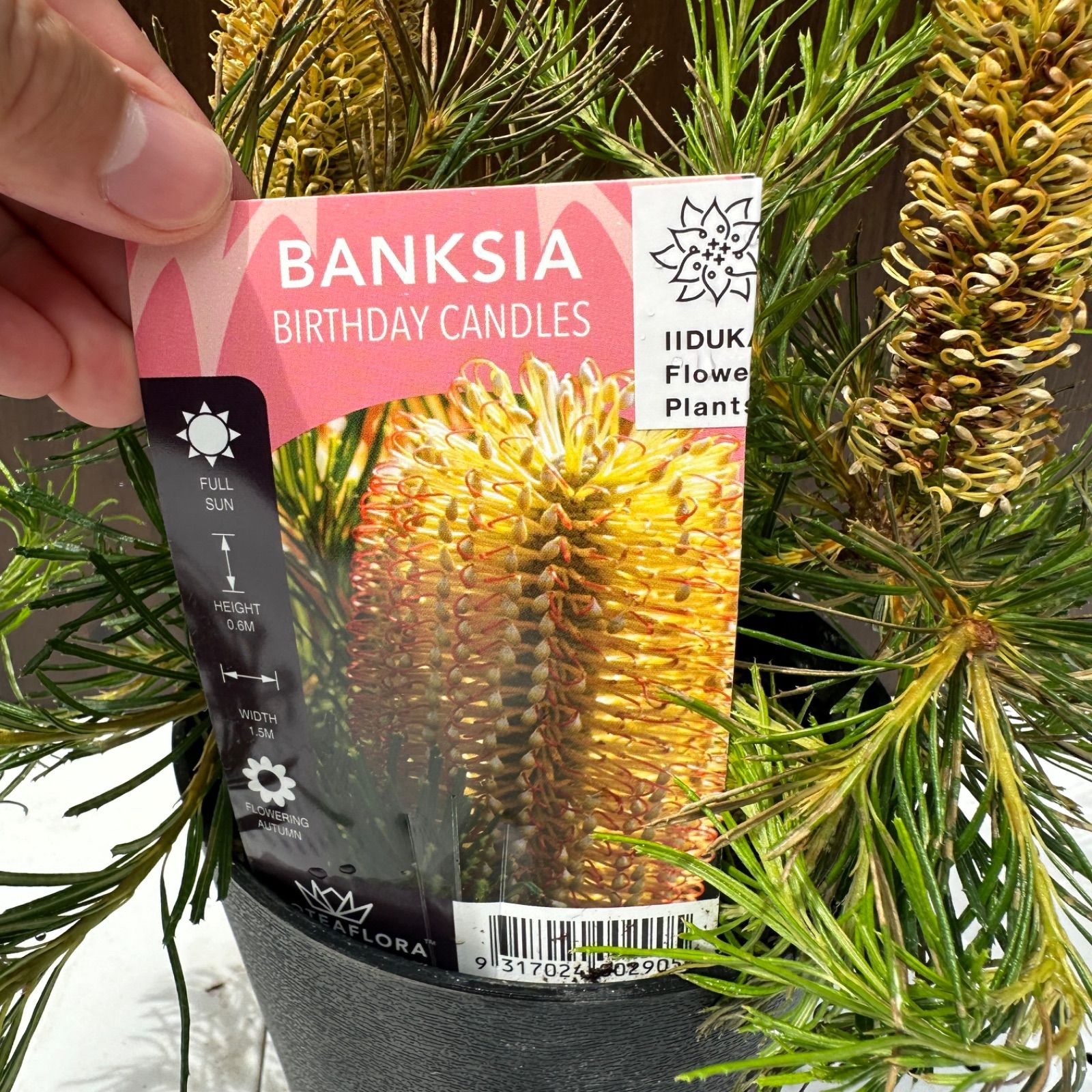 花芽付き オージープランツ