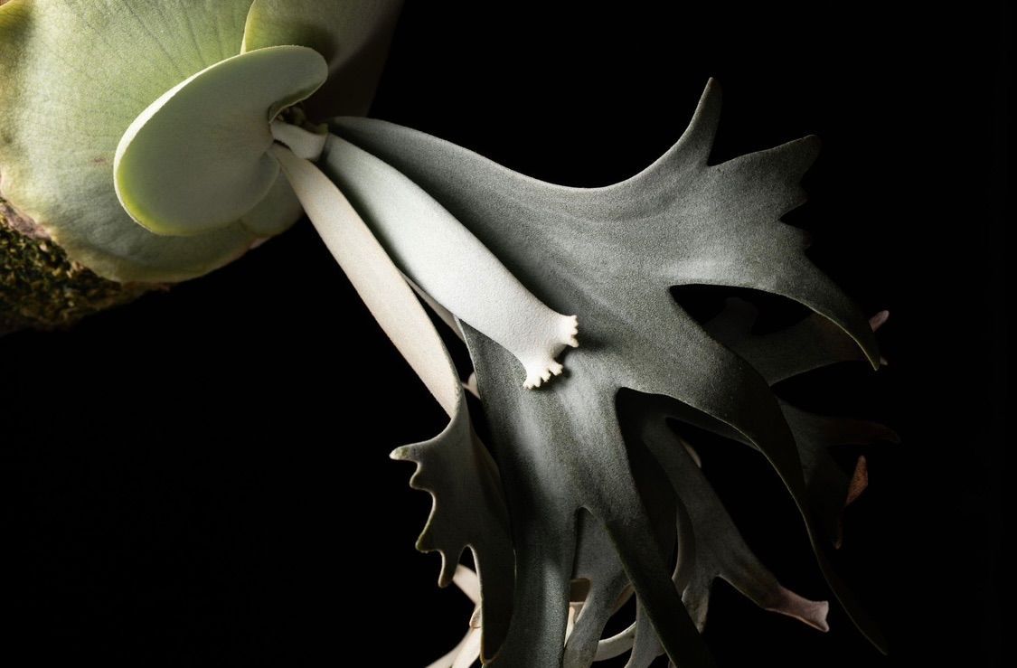 P. williinckii 'RU20' 胞子 ビカクシダ pd8sビカクシダ 大八 観葉植物