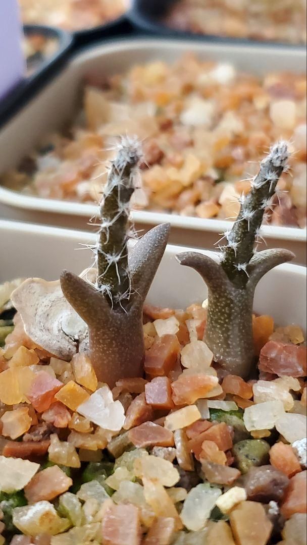 プテロカクタス フルセット 種子15種類 5粒ずつセット