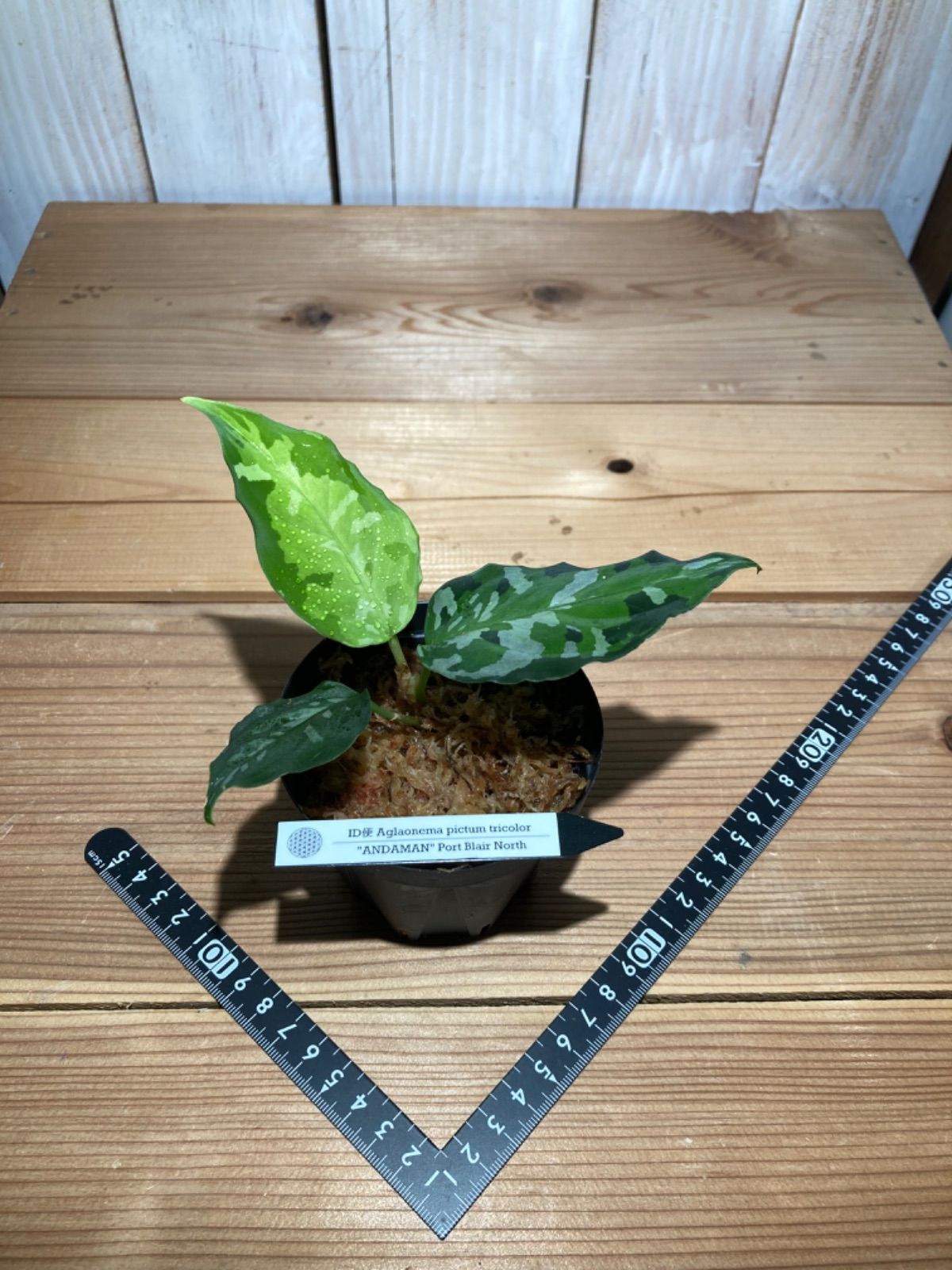 ID便 アグラオネマ ピクタム トリカラー アンダマン ANDAMAN ナチュラ株の増殖 Aglaonema pictum tricolor 