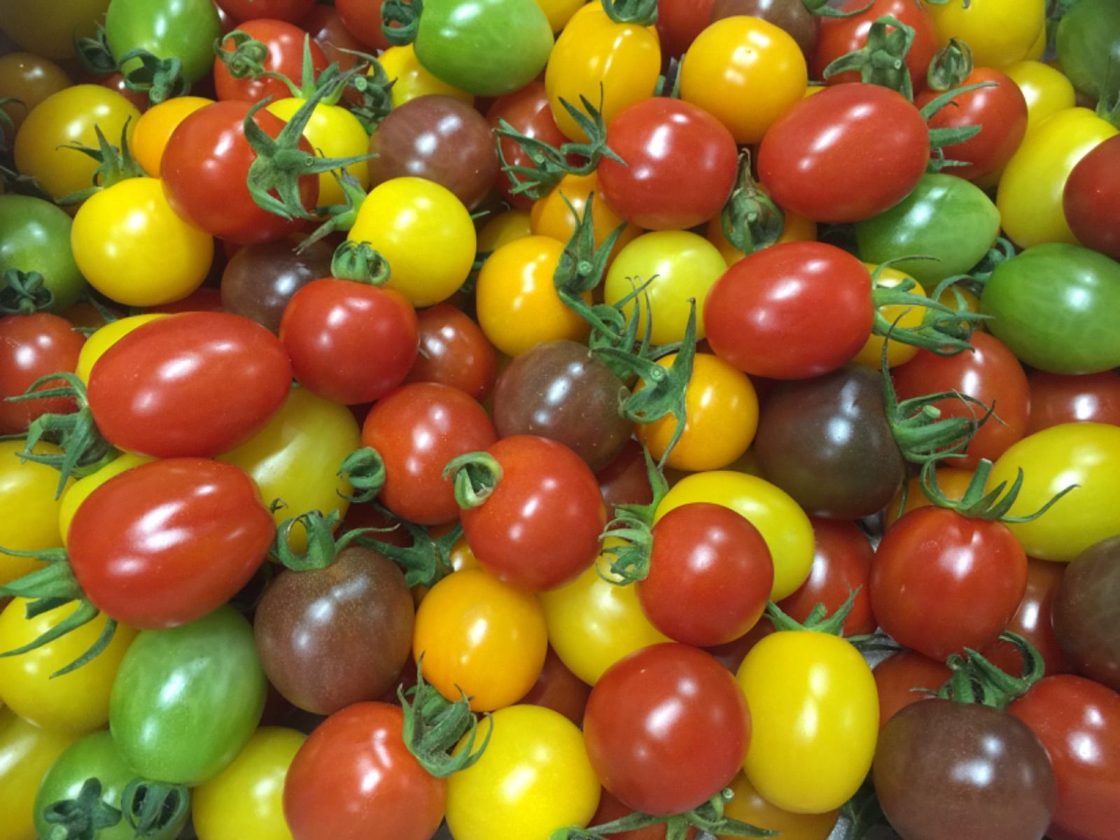 ミニトマト　MIX１２ｋｇ(MIX３ｋｇ×3) 食品 ミニトマトミックス12kg