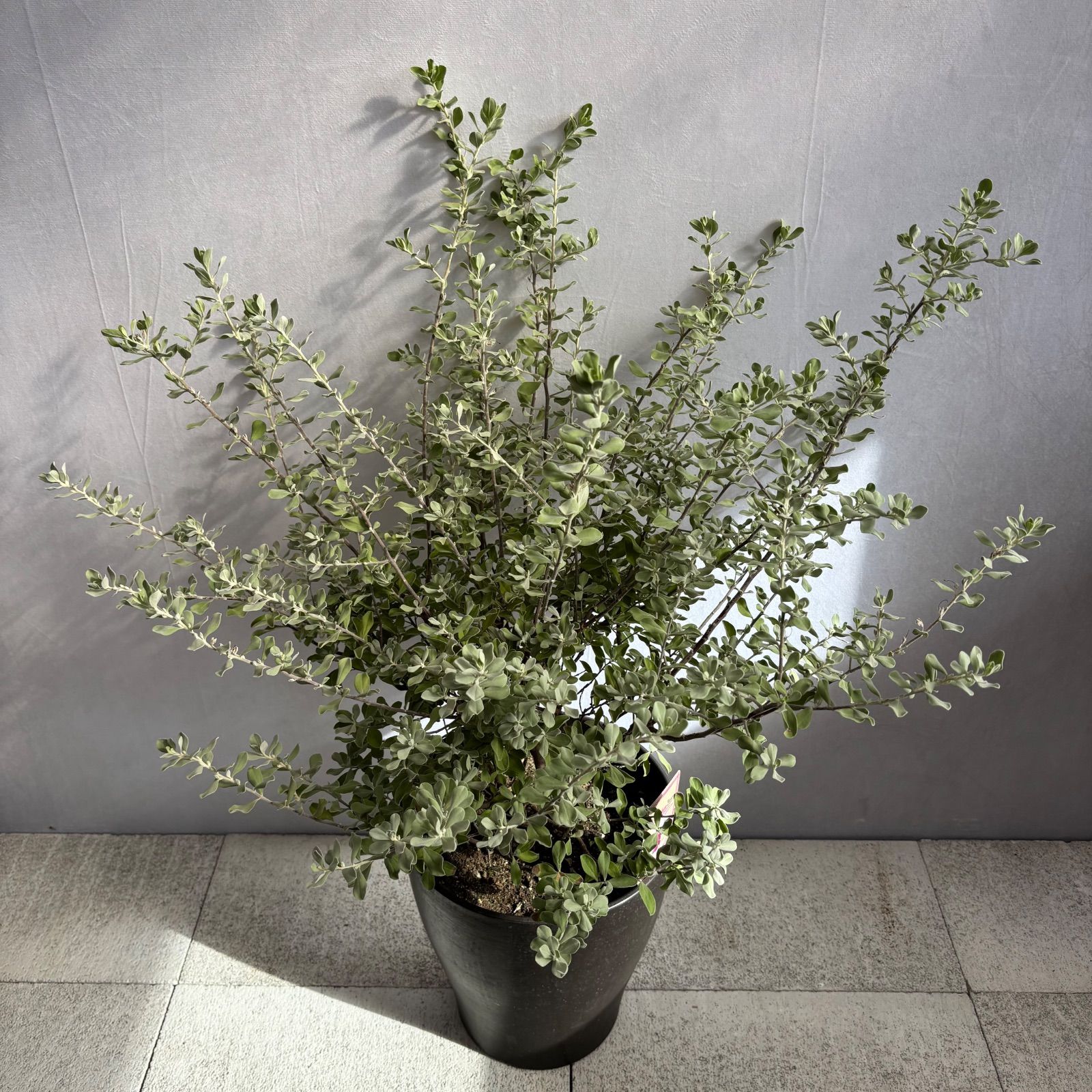 レウコフィラム レウコフィルム シルバーリーフ 常緑低木 オージー